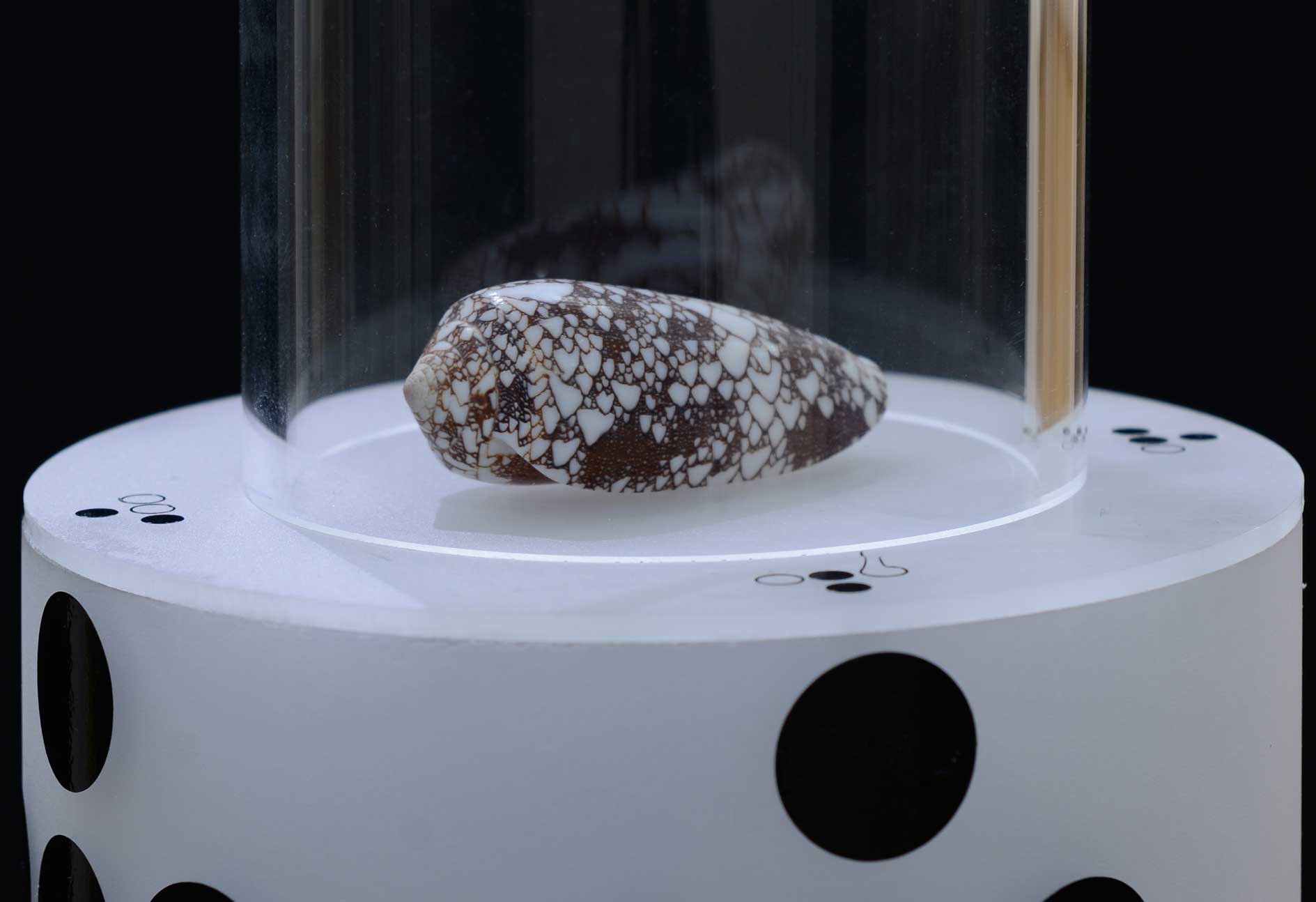 Close-up view of the shell of this Indo-Pacific snail, which is characterised by its distinctive growth patterns.